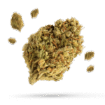 Bubblegum Diesel - Cannabissorte