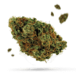 Cabbage Patch - Cannabissorte