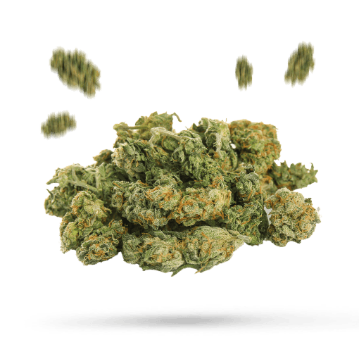 California Black Roze - Cannabissorte