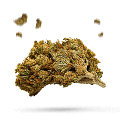 Canis Majoris - Cannabissorte