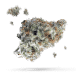 Cannalope Haze - Cannabissorte