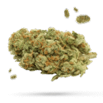 Captain Crunch - Cannabissorte