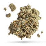 Captain Jack - Cannabissorte