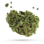 Carl Sagan - Cannabissorte