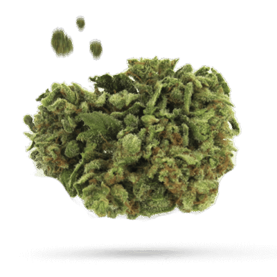 Casey Jones - Cannabissorte