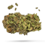 Cat Lady - Cannabissorte