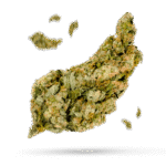 Cat Piss - Cannabissorte