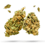 Cate Harrington - Cannabissorte