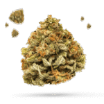 CBD Blue Shark - Cannabissorte