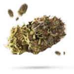 CBD Kush - Cannabissorte