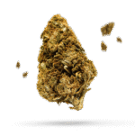 CBD OG - Cannabissorte