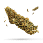CBD Yummy - Cannabissorte