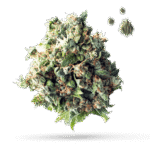 Cement Shoes - Cannabissorte