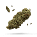 Champagne Wedding - Cannabissorte