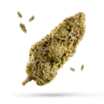 Champion City Chocolate - Cannabissorte