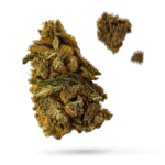Cheese and Chong - Cannabissorte