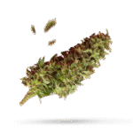 Cherry Bomb - Cannabissorte