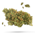 Georgia Pie - Cannabissorte