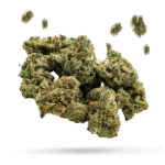GSC - Girls Scout Cookies - Cannabissorte