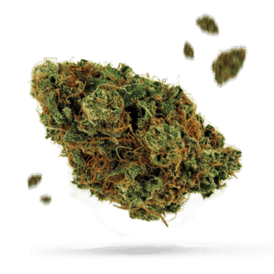 Northern Lights - Cannabissorte