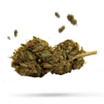 OG Kush - Cannabissorte