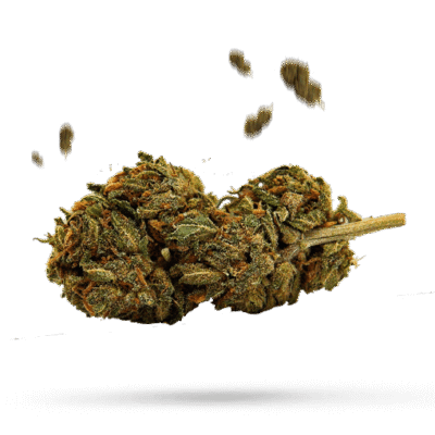 OG Kush - Cannabissorte