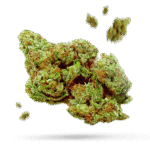 Pineapple Kush - Cannabissorte