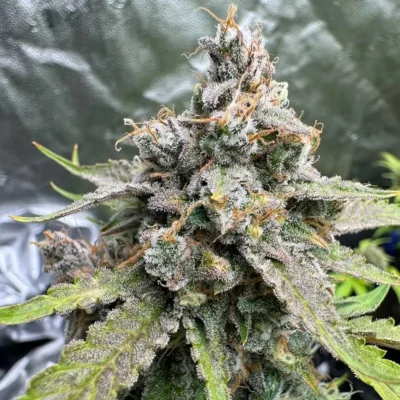 91 Berries - Alchimia