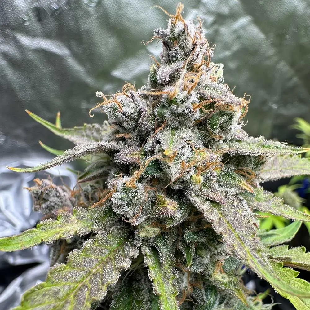 91 Berries - Alchimia