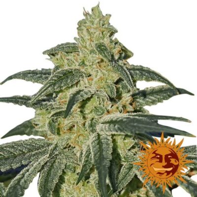 Afghan Hash Plant - Regular - Alchimia