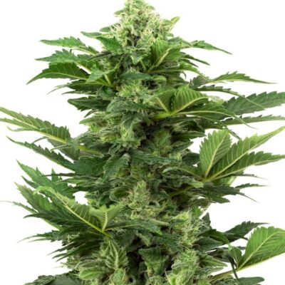Afghan Pearl CBD Auto - Alchimia