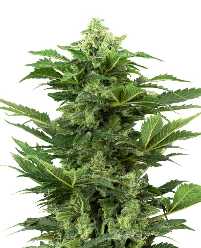 Afghan Pearl CBD Auto - Alchimia