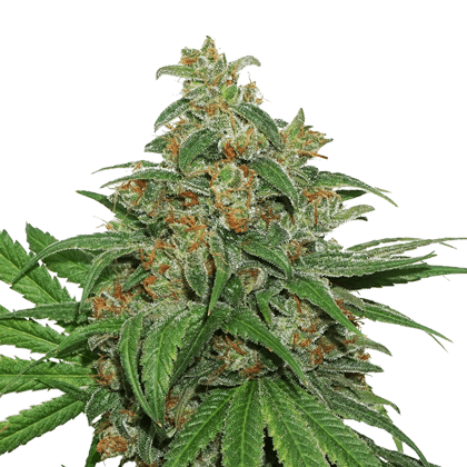 AK 420 Auto - Alchimia