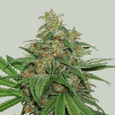 AK 420 Auto - Alchimia