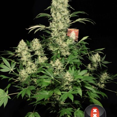 AK-47 - Alchimia
