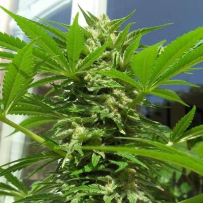 AK-48 - Alchimia