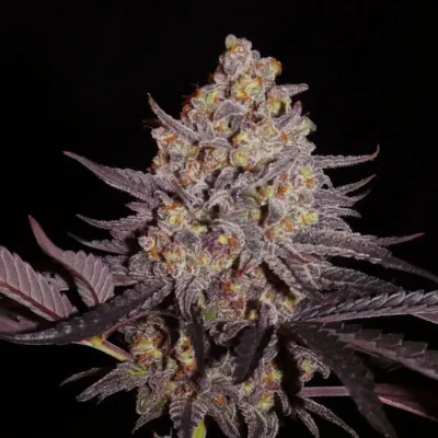 Aladdin Kush - Alchimia