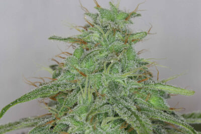 Alaskan Purple - Alchimia