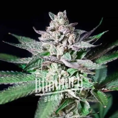 Alien Rock Candy - Alchimia