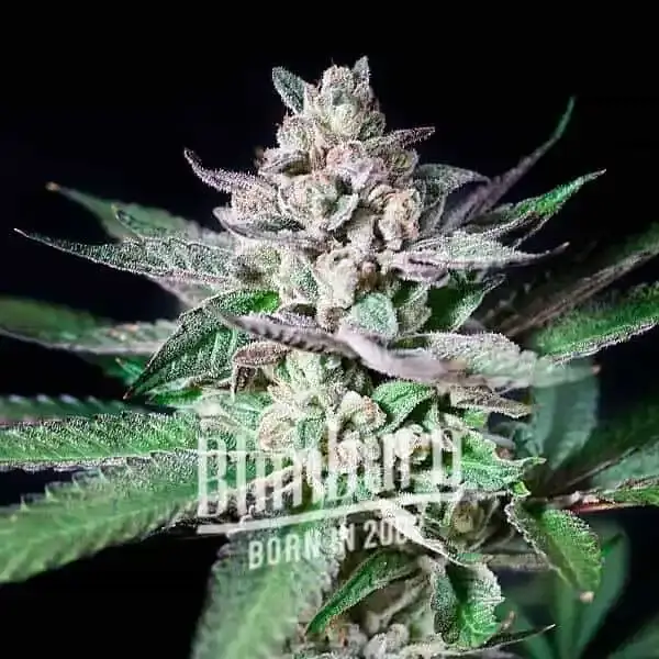 Alien Rock Candy - Alchimia