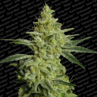AllKush - Alchimia
