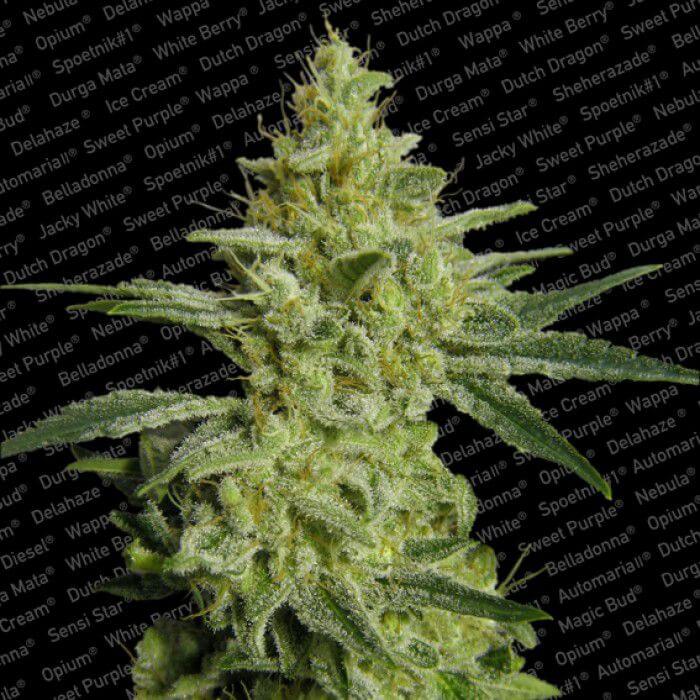 AllKush - Alchimia