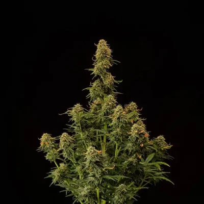 Amaretto Tarmac Auto - Alchimia