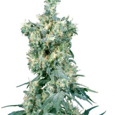 American Dream - Regular - Alchimia