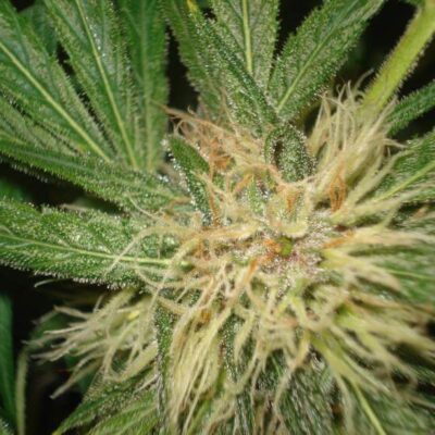 Amnesia - Alchimia