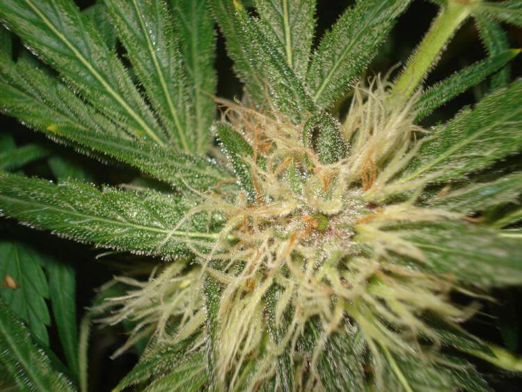 Amnesia - Alchimia