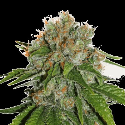 Amnesia Auto - Alchimia
