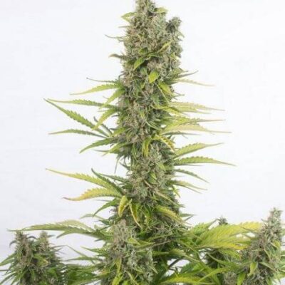 Amnesia Auto CBD - Alchimia