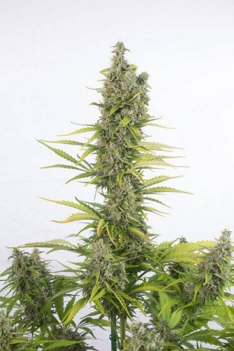Amnesia Auto CBD - Alchimia