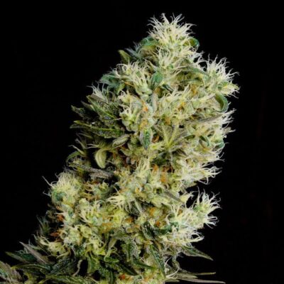 Amnesia Bilbo Auto - Alchimia